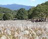 산정호수 명성산 억새꽃 축제..'경기관광 대표축제 선정'