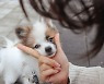 Housebound Koreans splash out on Fido and friends