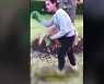 공원 산책하는 '반려 돼지'.."개와 똑같은 반려동물"