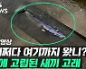 [영상] 런던 템스강에 고립된 '새끼 고래'..밤새 구조 작업