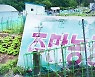 [제보] 20년 넘게 내 땅처럼 주말농장..실은 구청 땅