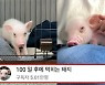 '100일 후 먹히는 돼지' 제작자 "실제 먹었는지 밝힐 수 없어..생명 소중함 알리려 제작"