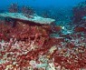 태평양 피닉스제도, 진짜 '피닉스'는 산호초