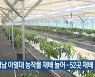 경남 아열대 농작물 재배 늘어..52곳 재배