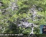 백두대간 아고산대 식물 고사 심각.."기후변화가 원인"