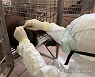 MALAYSIA ANIMALS SWAB TEST PANDEMIC COVID19 CORONAVIRUS