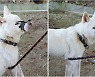 주둥이 묶여 입 안 괴사한 진돗개..경찰 수사 착수(종합)