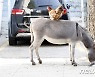 서울 강남 한복판에 당나귀 2마리 출몰..생포