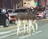 '벌써 4번째 탈출' 강남 한복판서 당나귀 2마리 출몰..관리소홀 주인 과태료