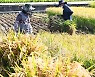'벼를 수확합니다'