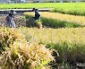 '벼를 수확합니다'