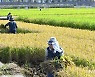 벼베기 작업