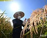 수확의 기쁨