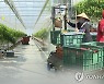 350여 농가에 1만1천명..춘천시 농촌인력중개센터