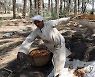EGYPT AGRICULTURE DATES