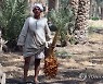 EGYPT AGRICULTURE DATES