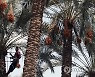EGYPT AGRICULTURE DATES