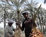 EGYPT AGRICULTURE DATES
