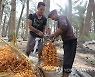 EGYPT AGRICULTURE DATES