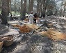 EGYPT AGRICULTURE DATES