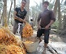 EGYPT AGRICULTURE DATES