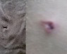 후배에게 화살 쏜 '양궁 학폭 중학생' 영구제명 당했다