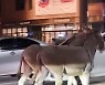 "당나귀들이 왜 여기서.." 강남 도로 한복판 소동 [영상]