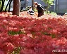 가을을 알리는 '꽃무릇'