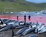 북대서양 페로 제도서 돌고래 1400여마리 학살.."400년 전통이지만 끔찍해"