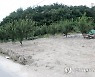 토석에 매몰된 자두밭