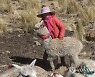 Peru Quechua Endures