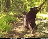 곰이 진흙 목욕하고 삵이 산책하는 지리산