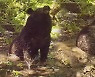 진흙 목욕 즐기는 반달가슴곰..희귀 장면 포착