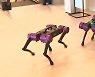 뛰고 뒤집고 순찰까지..토종 '로봇 개' RBQ-5 공개