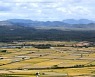 [Photo] Golden fields ahead of Chuseok holiday