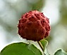[포토친구] 코로나19 바이러스와 닮은 산딸나무 열매