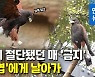 [영상] 다리 잃은 매 '금지'..의족 달고 다시 날갯짓