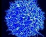 MIT 연구진, '암 백신' 개발 결정적 실마리 찾았다