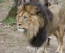 美 동물원서 사자·호랑이 9마리 코로나 감염