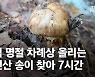 쇠지팡이 찔러넣자 쑥..'kg당 110만원' 송이 명당 여기였네 [e즐펀한 토크]
