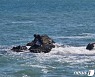 울산해경, 조개잡다 갯바위 고립된 30대 남성 구조