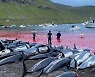 돌고래 1400마리 학살한 '사냥 전통'..바다가 새빨갛게 물들었다