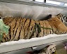 베트남 가정집 냉동고에서 160kg 호랑이 사체 발견