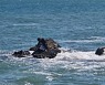 울산해경, 조개 잡다 갯바위 고립된 30대 남성 구조