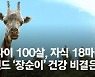 사람 나이 100세에도 '팔팔'..'다산왕 기린' 장순이의 추석 [영상]