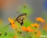 [포토친구] 활짝 개화한 황하코스모스와 나비들