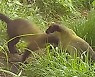 '지리산 동물 가족' 슬기로운 한가위 생활