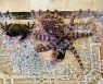 제주 해변서 '청산가리 10배 독성' 파란고리문어 발견