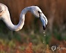 GREECE ANIMALS FLAMINGO