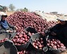 EGYPT AGRICULTURE ONION HARVEST